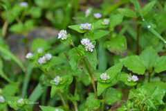 Polygonum nepalense